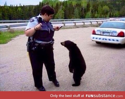 I bet you wouldn't have pulled me over if I was a polar bear