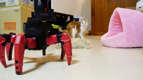 Robot plays with cat, terrifies kittens