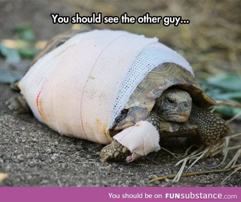 The toughest turtle on earth