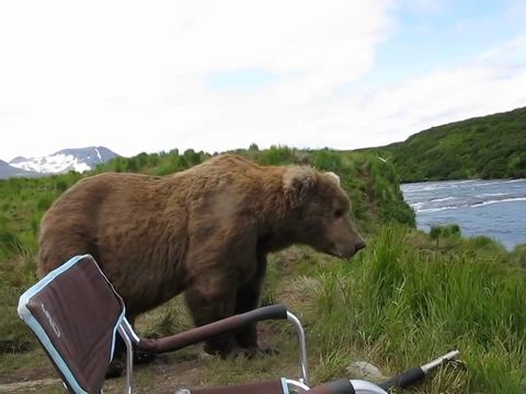 Brown bear decides to chill with Alaskan guy