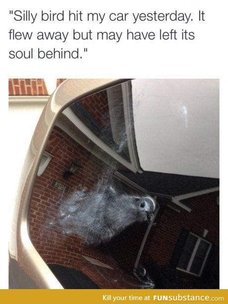 No heaven for you little birdie
