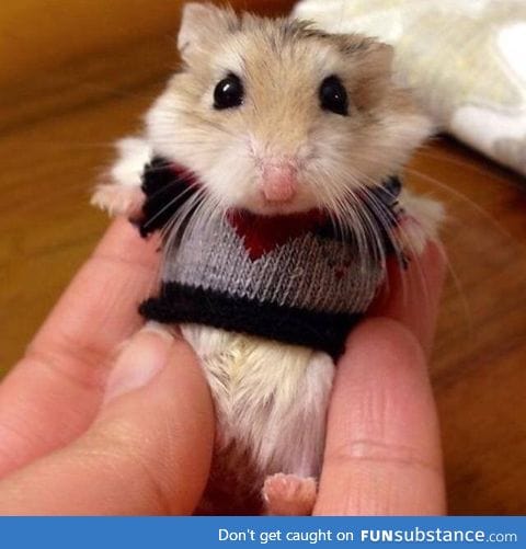 A Hamster in a Sweater