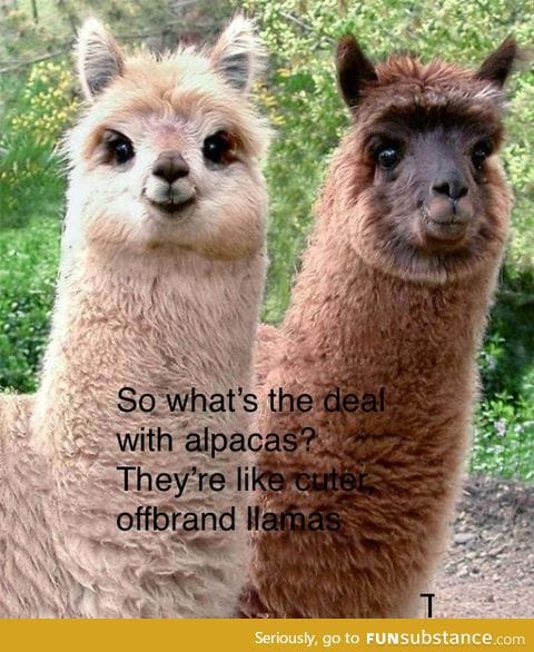 Alpacas rule