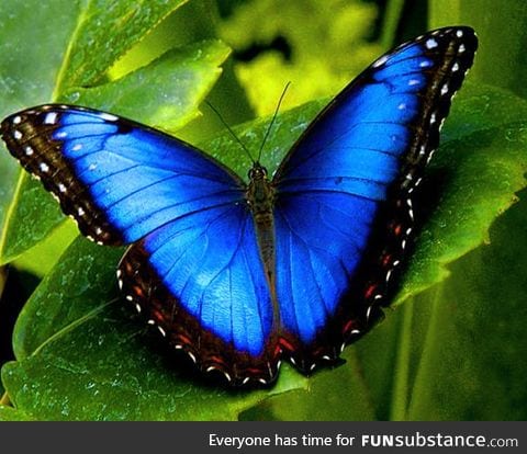 Wow, check out this white and gold butterfly