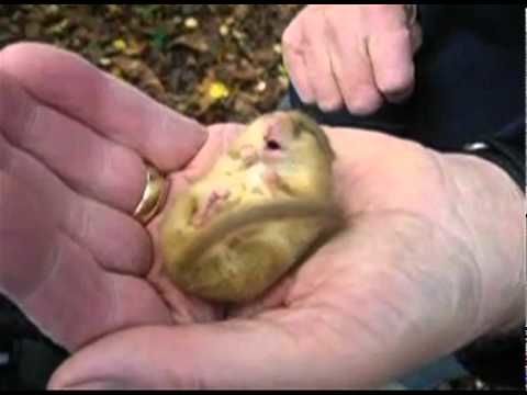 A Snoring Dormouse is the cutest thing you'll see