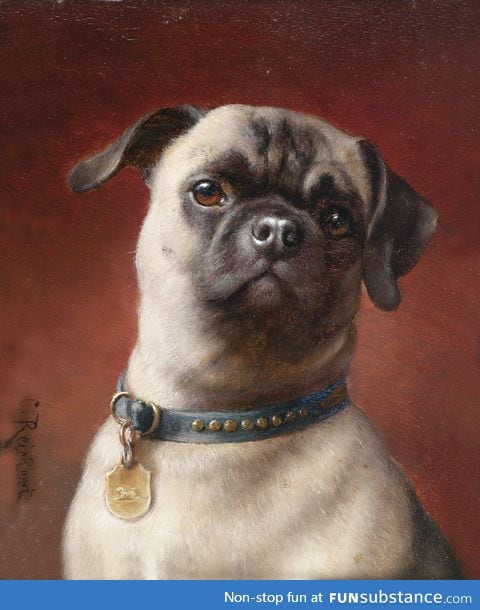 What pugs used to look like before inbreeding
