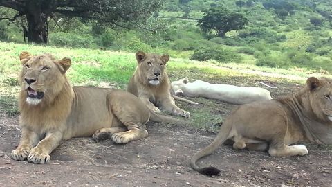 Lion opens the car door on people during their safari