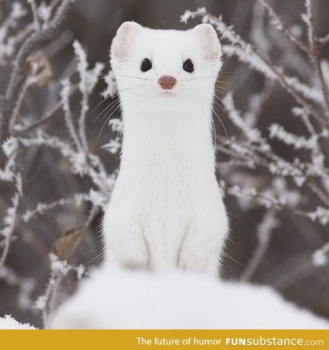 Gorgeous ermine