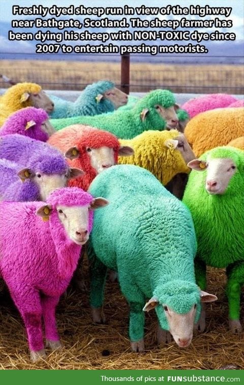 Fab sheep
