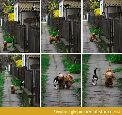 Every day at the same time, she waits for him. He comes and they go for a walk