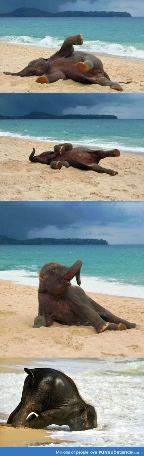 Baby elephant's first time at the beach
