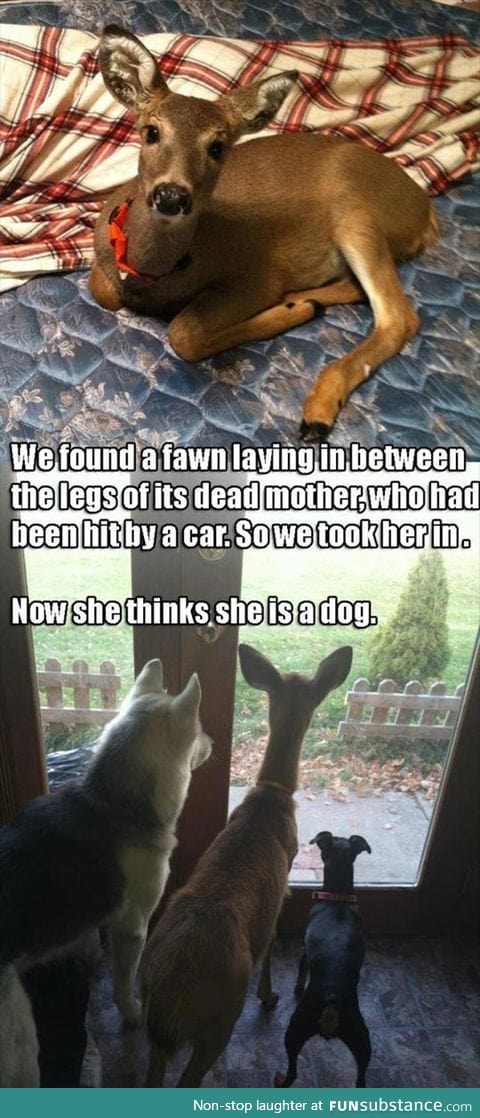 Deer are fine pets