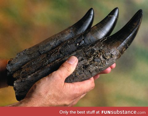 Fossilized Teeth of a T-Rex