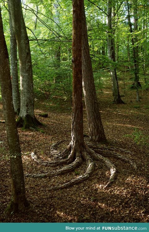 Tree with spiraling roots