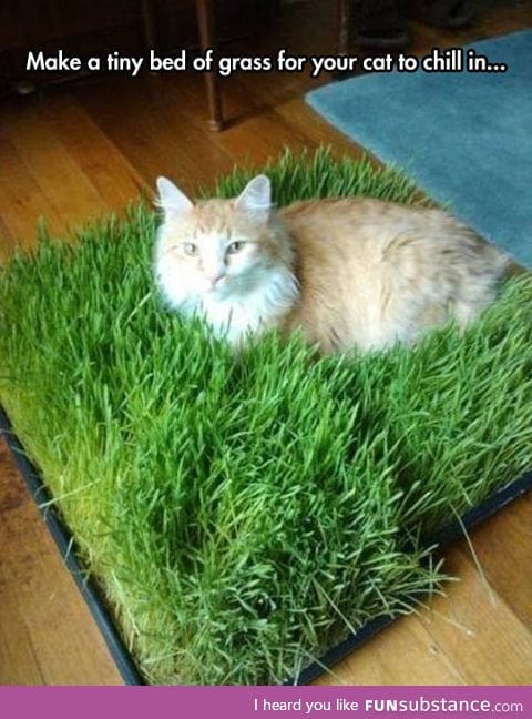 Tiny bed of grass