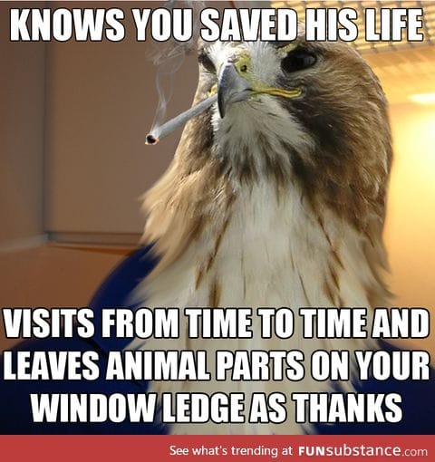 Hawkward