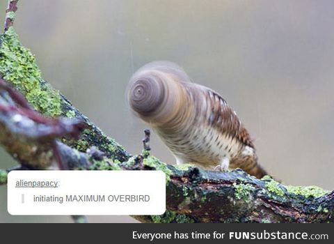 The tornado bird