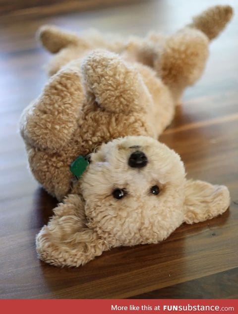 Is this a teddy bear or a dog?