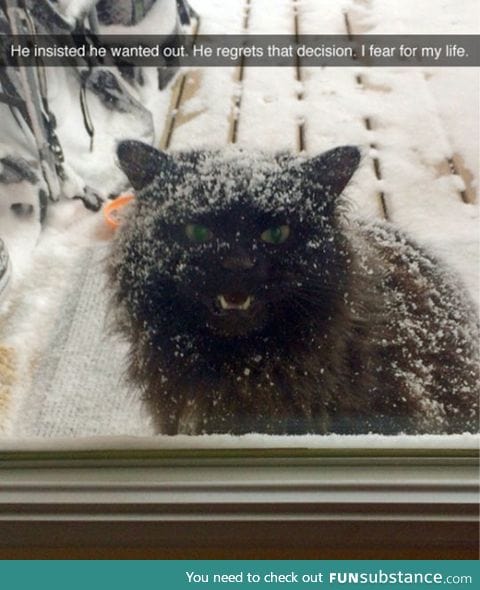 Cats will always blame the humans