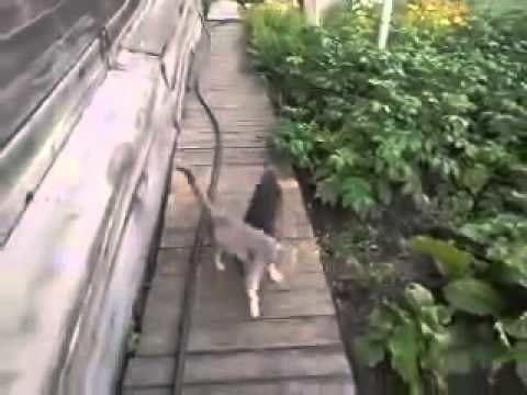 Lady has trained her chihuahua to fetch the cat, adorable