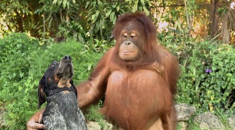 Animal friends furever
