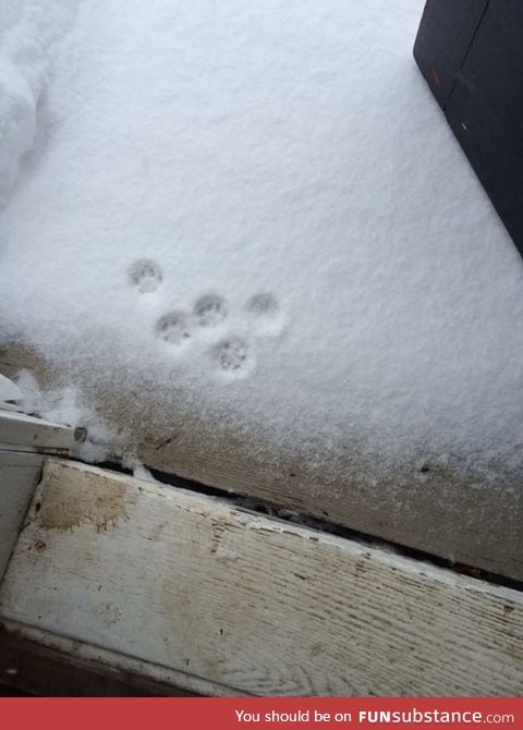 The story of a cat that thought she wanted to go outside this morning