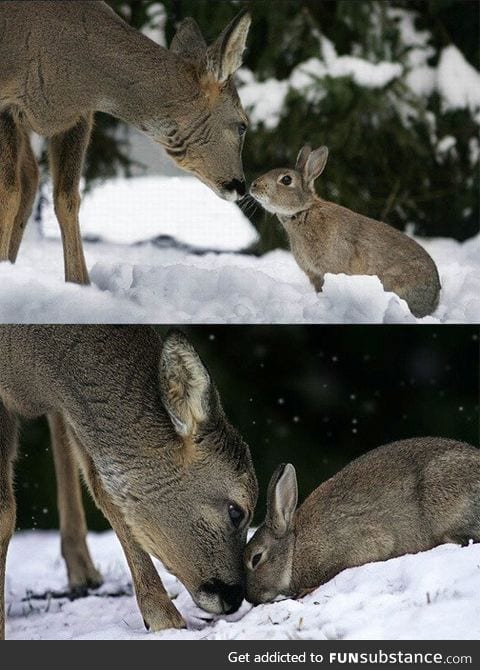 Bambi and Thumper