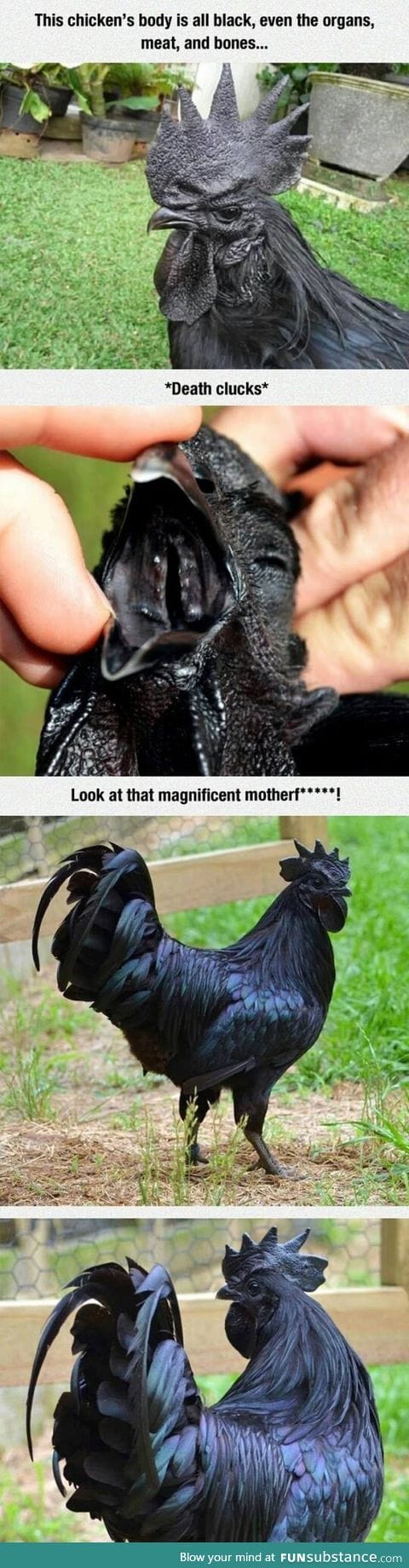 Black chicken