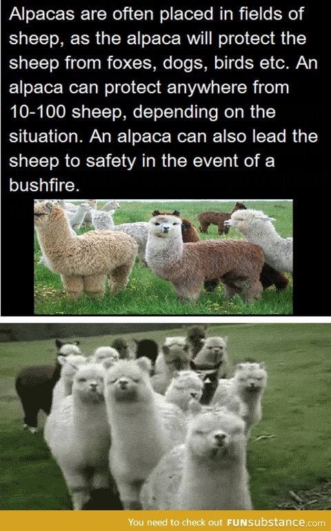 Never underestimate the power of alpacas