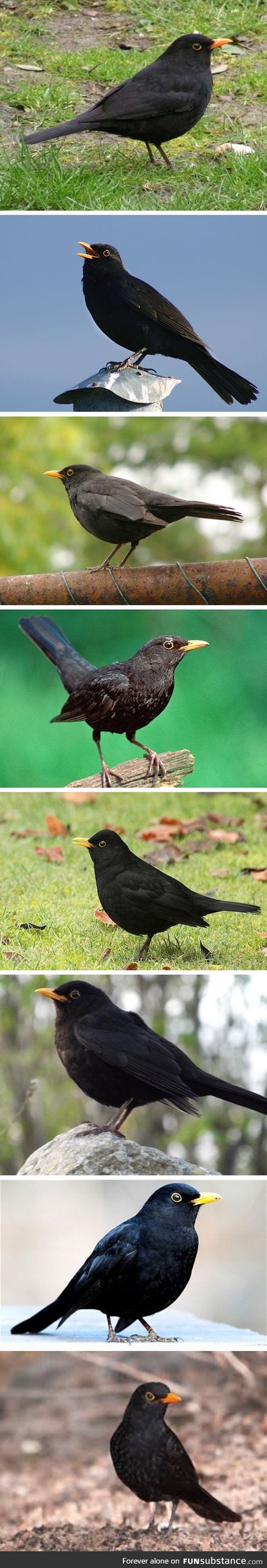 Black twitter compilation