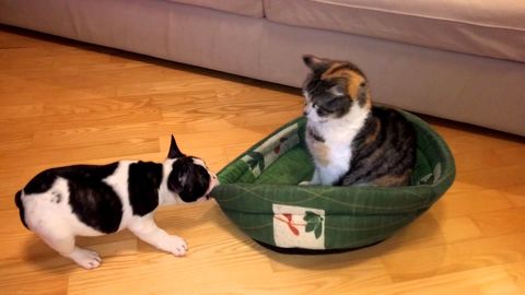 Cat steals dog sleeping place
