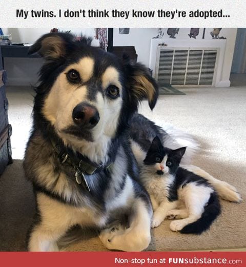 Twin brothers