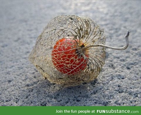 The fruit of the Chinese Lantern