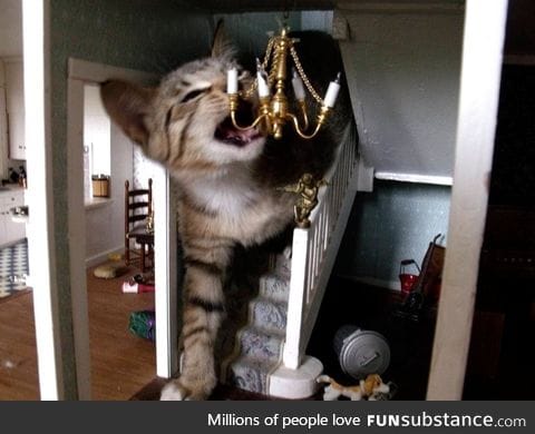 This cat is destroying a house... A doll house