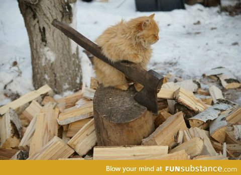 Lumbercat