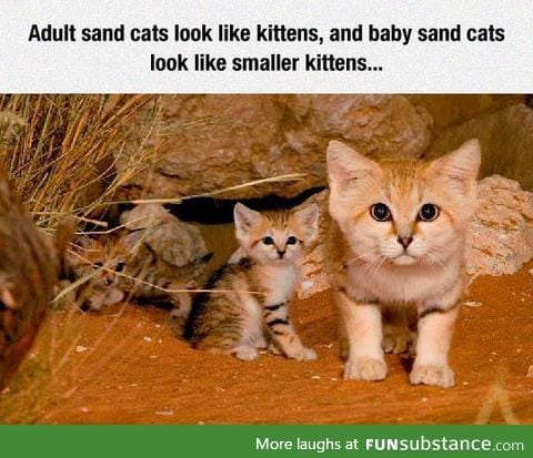 Entire generations of cuteness