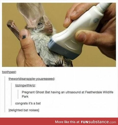 JUst think of the happ y bat noises awwWW