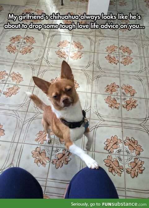 Light me with your wisdom, chihuahua