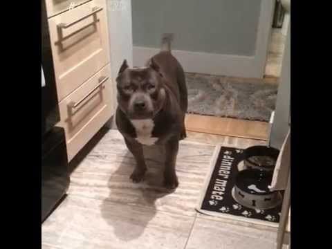 This dog responds to its owner with intellectual yes or no answers