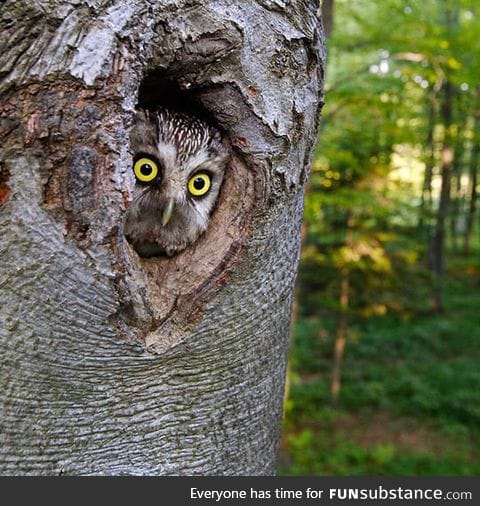 I imagine someone knocked on the tree just a second before the picture was taken