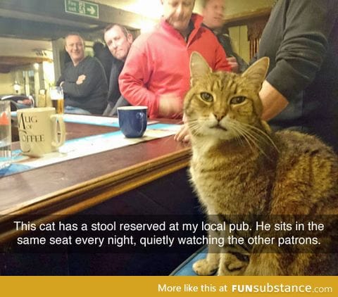 This cat is a regular
