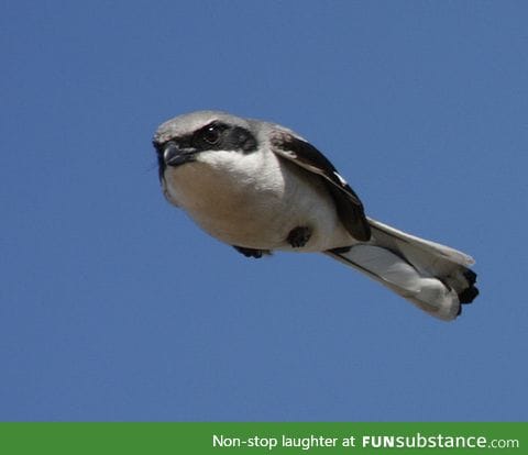 Keeping itself in the air with anger