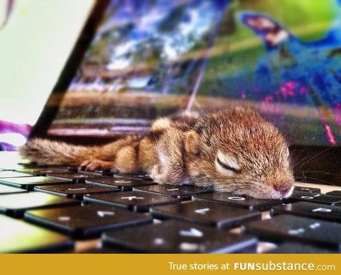 Thousand dollar squirrel warmer