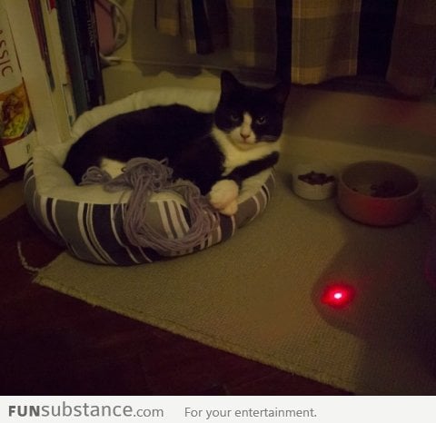 My cat doesn't give a f**k