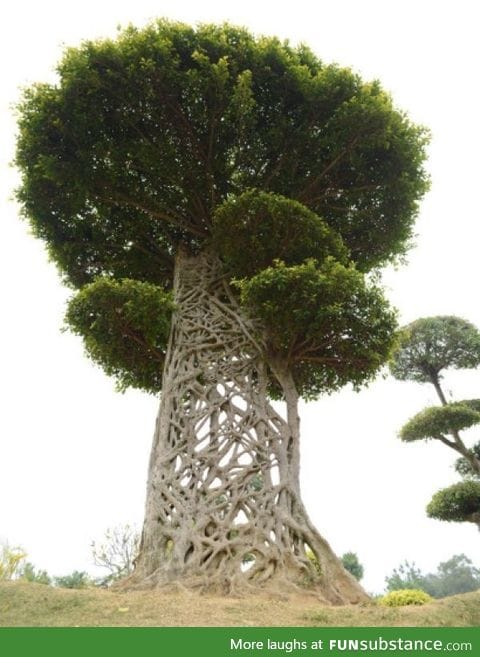 The latticework of a strangler fig