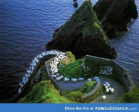 Rush hour in rural Ireland