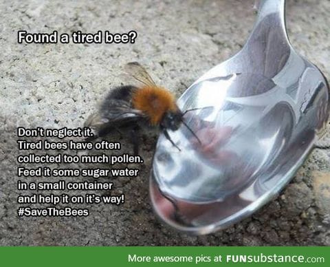 Help the bees