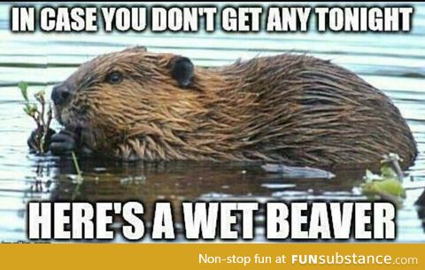 Almost got attacked by a beaver last night and my wife sends me this
