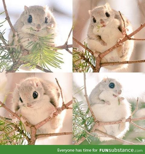 Meet Ezo momonga - flying squirrel from northern Japan (Hokkaido)