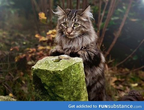 This is the type of cat that would try to sell me magical potions in the wood
